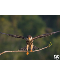 گونه شاهین آمور Amur Falcon